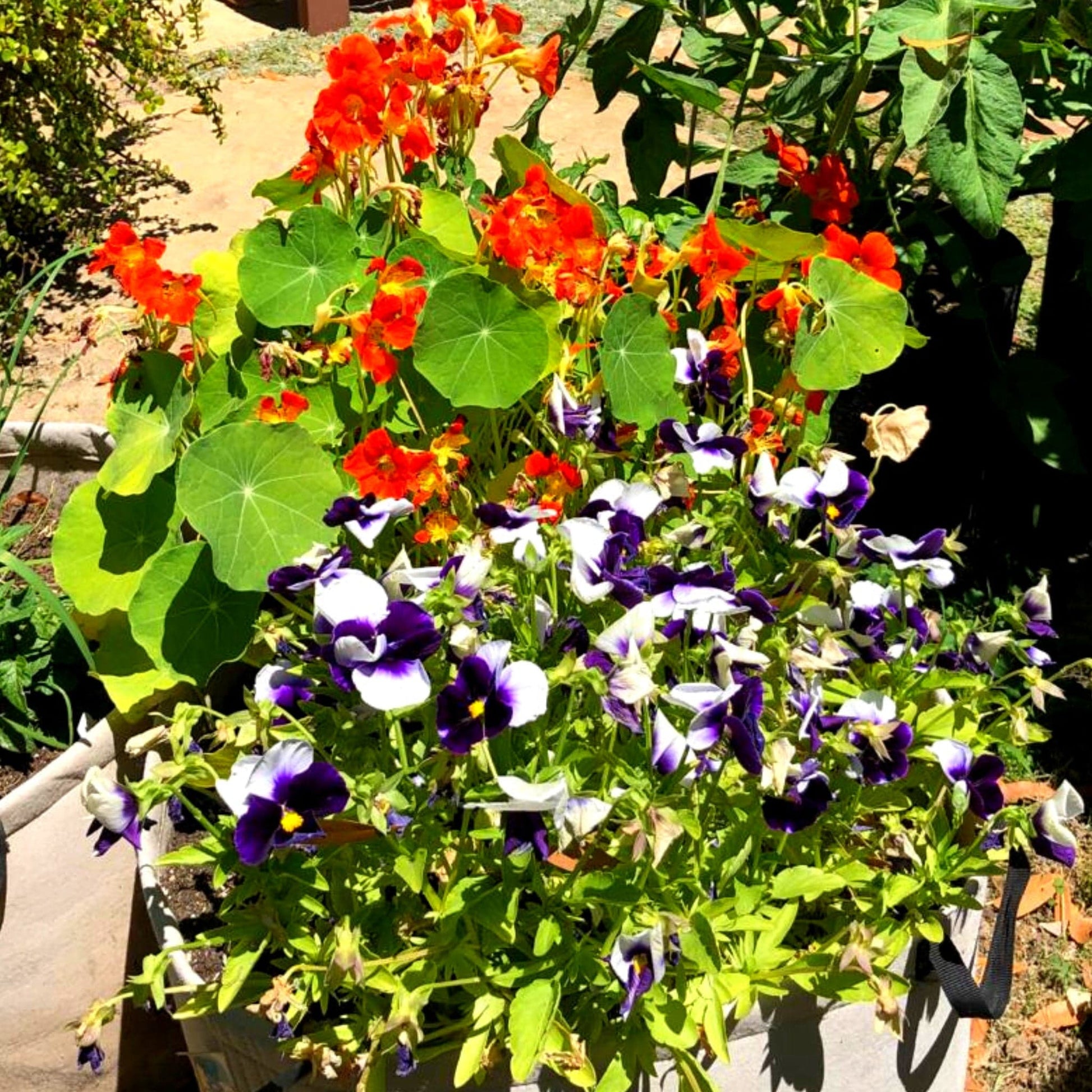 Pollinator Pot Grow Kit – Planted Places