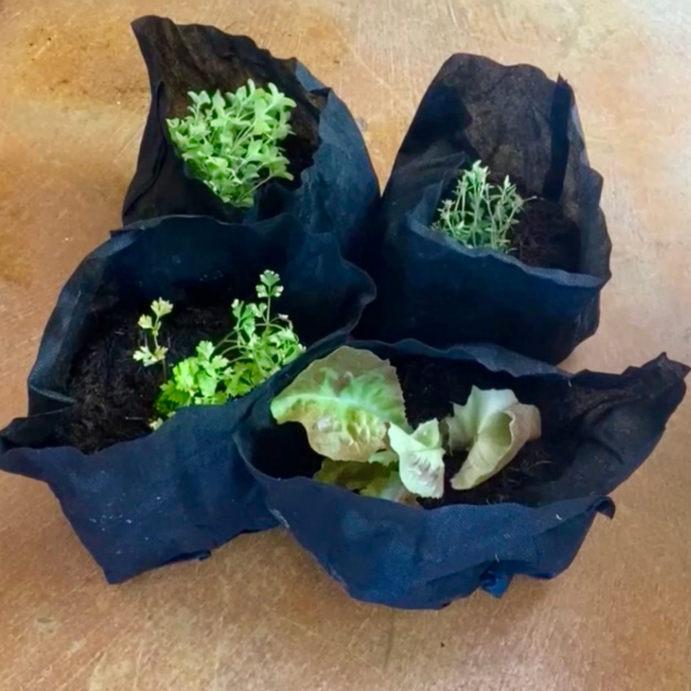 Specialty Lettuce 6-Pack Garden Bundle