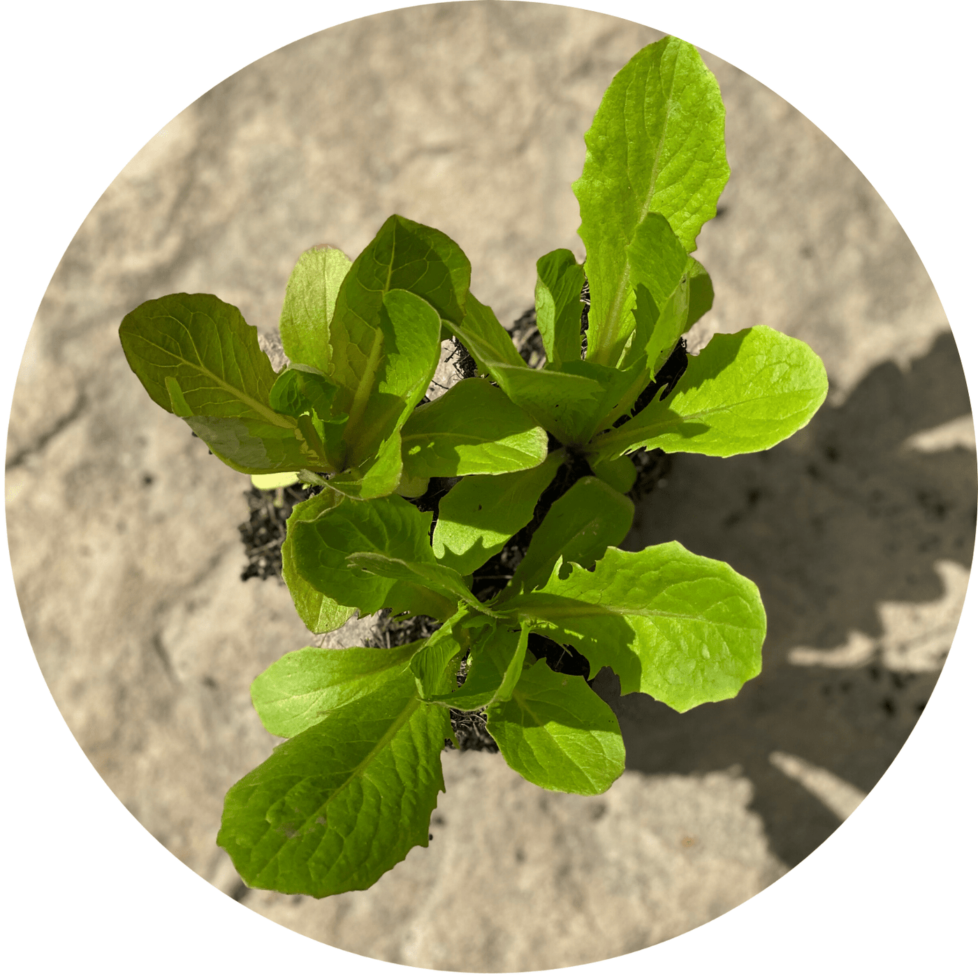 Green Romaine (Lettuce)