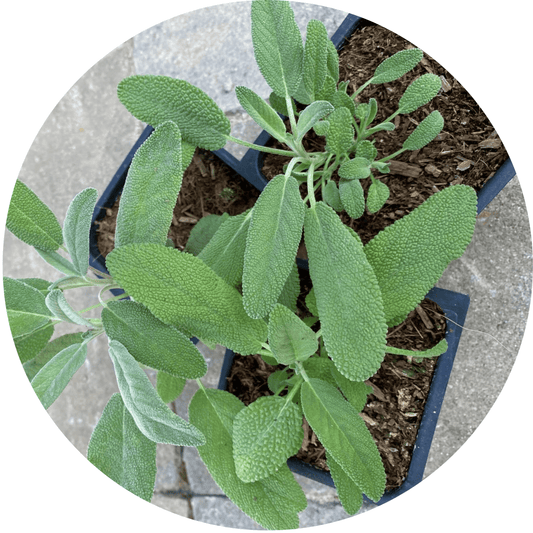 Sage