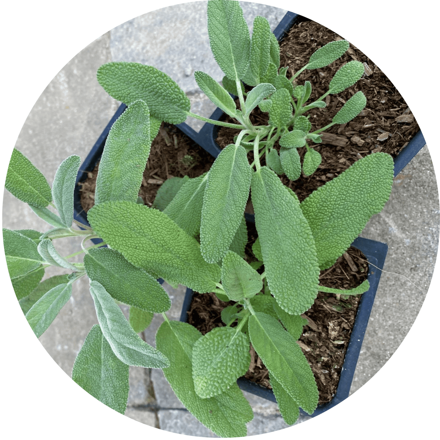 Sage