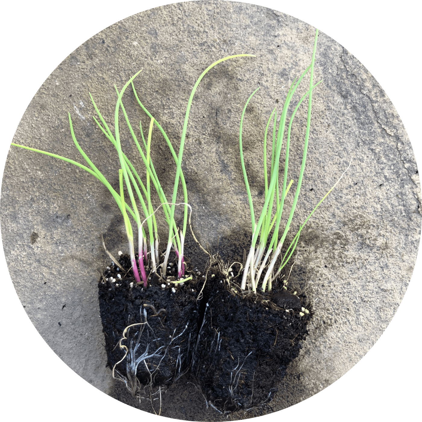Parade Scallions