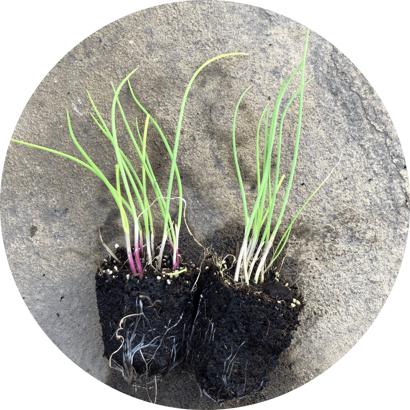 Bunching Onion (Herb)