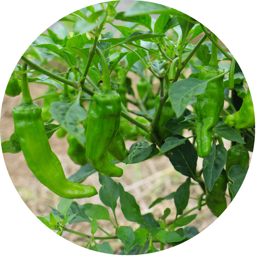 Shishito Pepper (4")