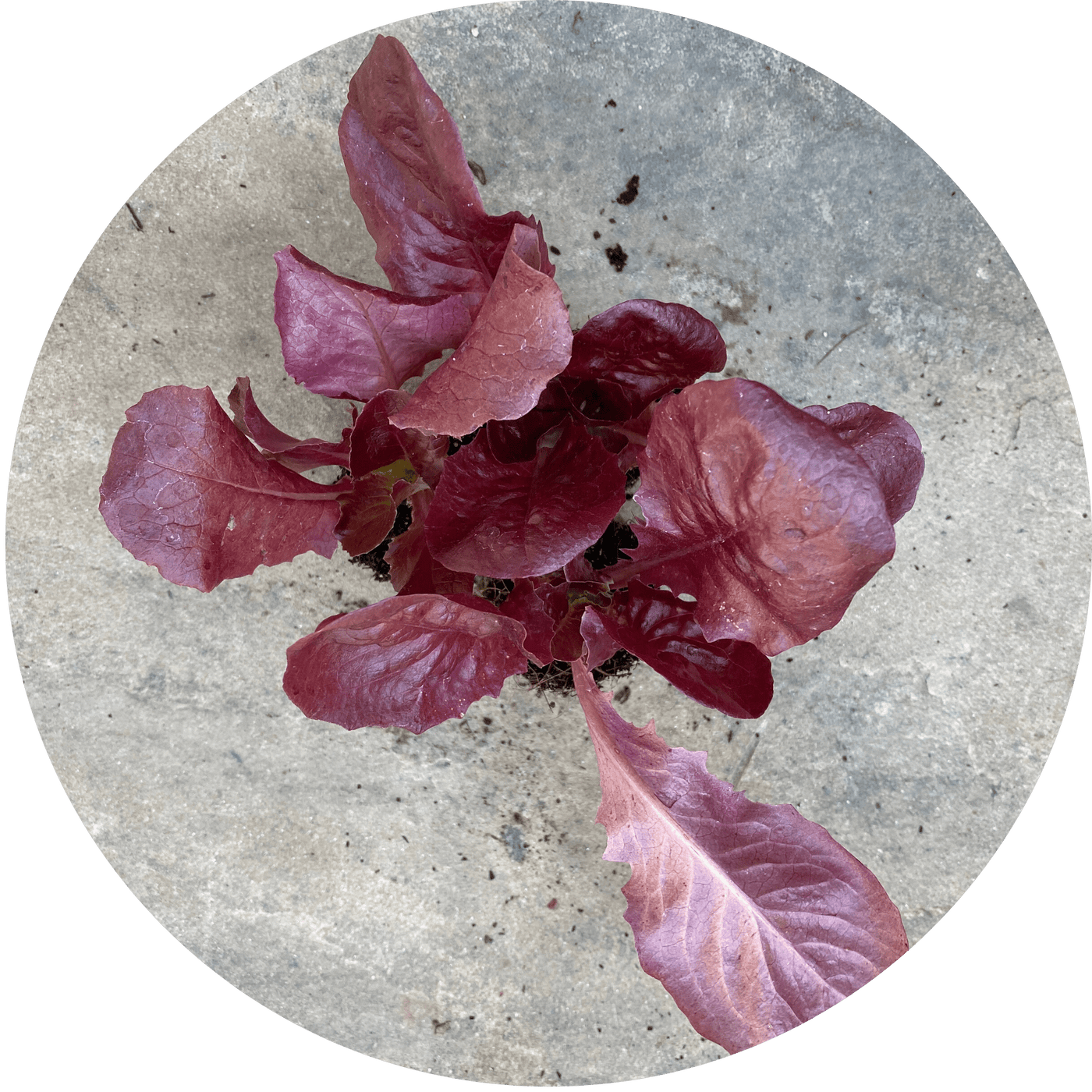 Red Butterhead (Lettuce)