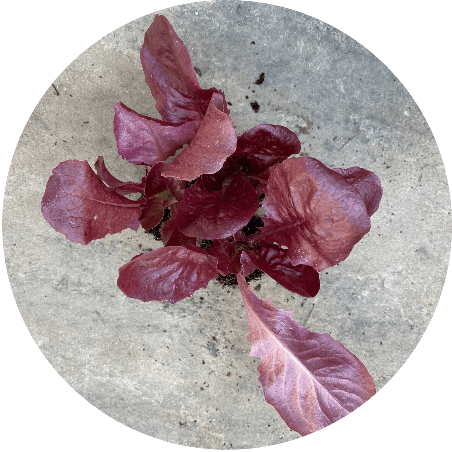Red Butterhead