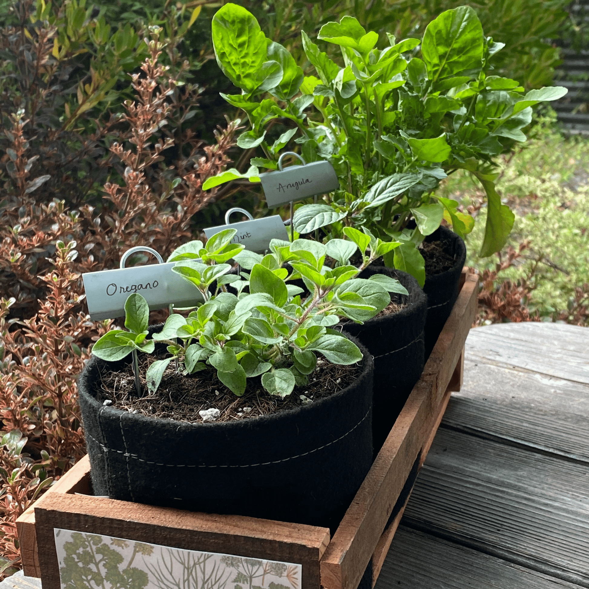 indoor herb planter kit Organic Herb Garden Kit - Starter Plants & Everything You Need