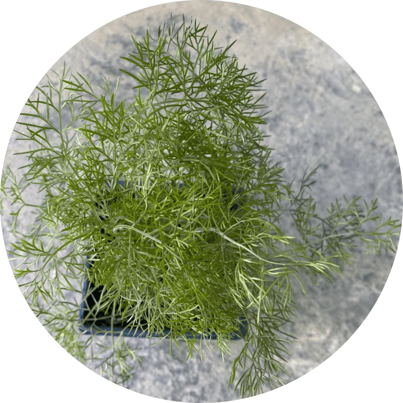Fennel