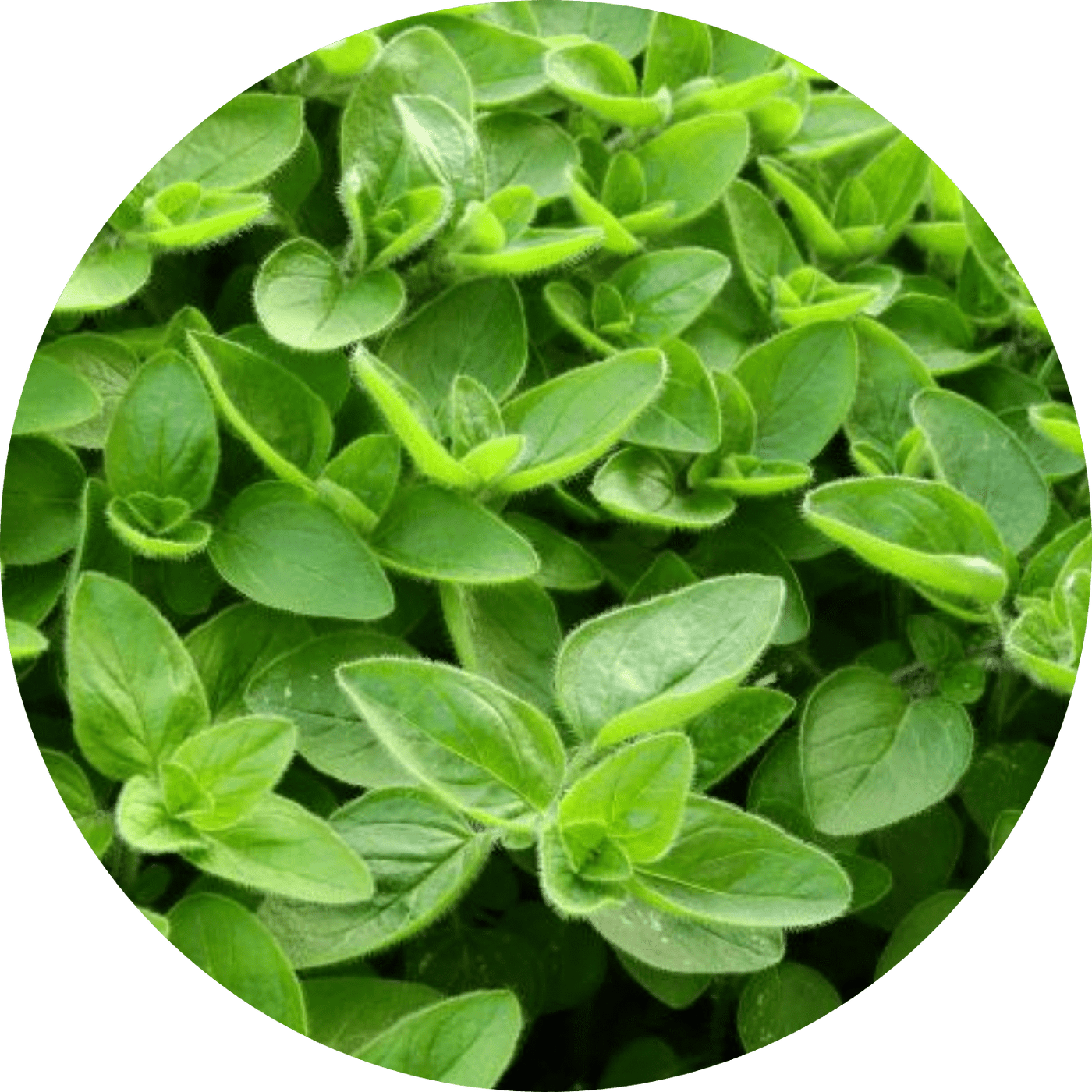 Marjoram