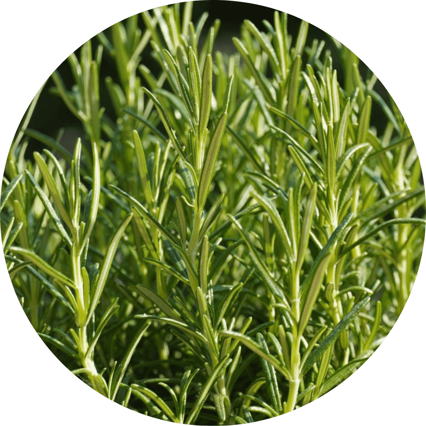 Rosemary (Herb)