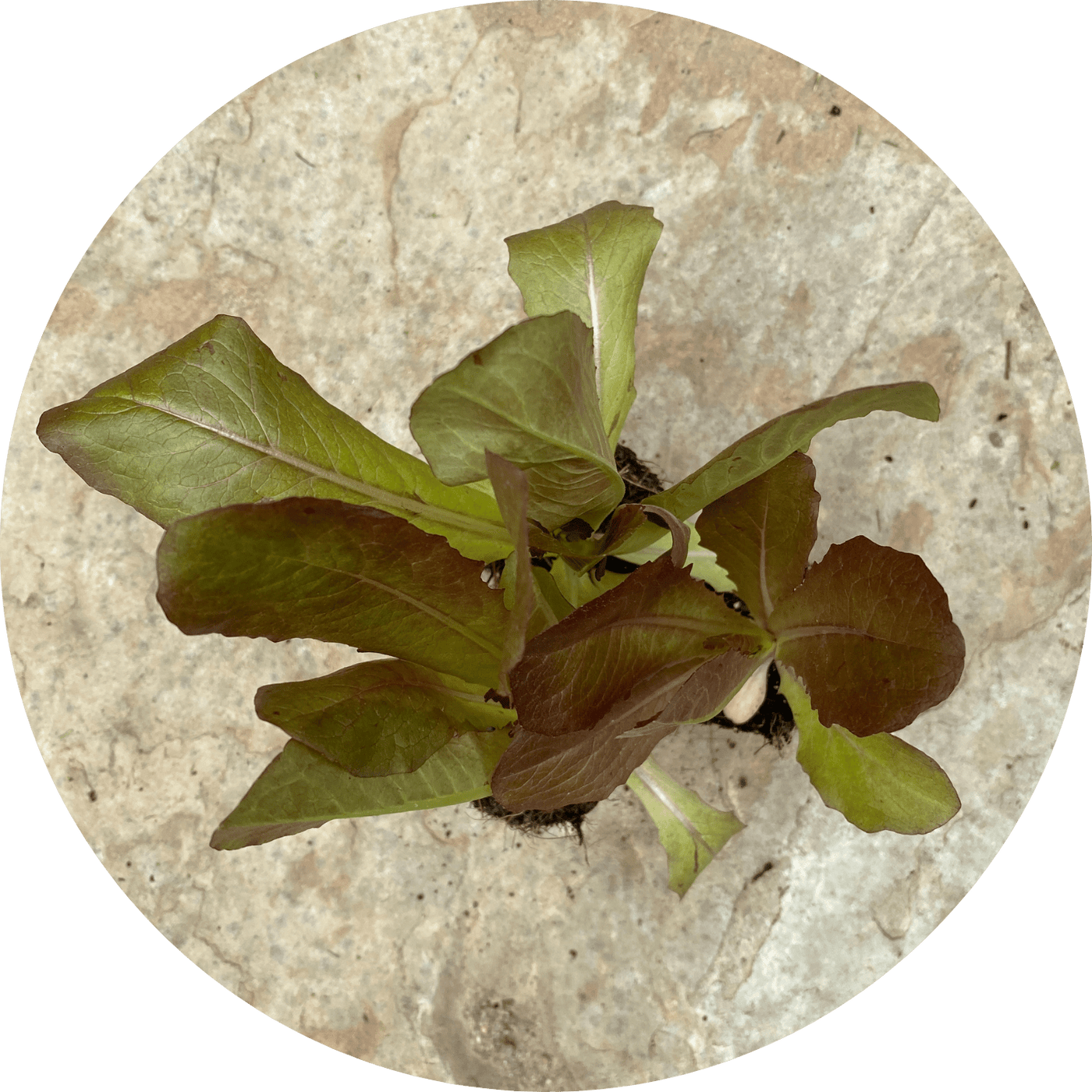 Red Romaine (Lettuce)