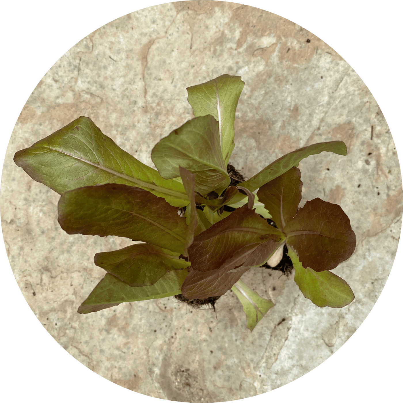 Red Romaine