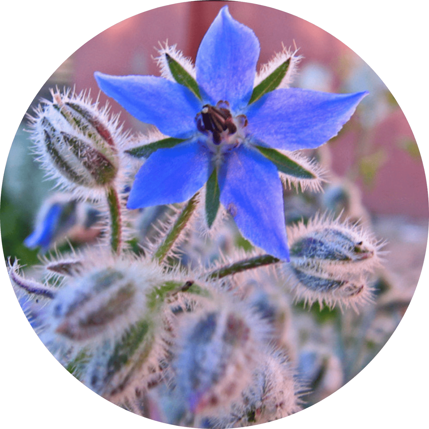 Borage (Floral)