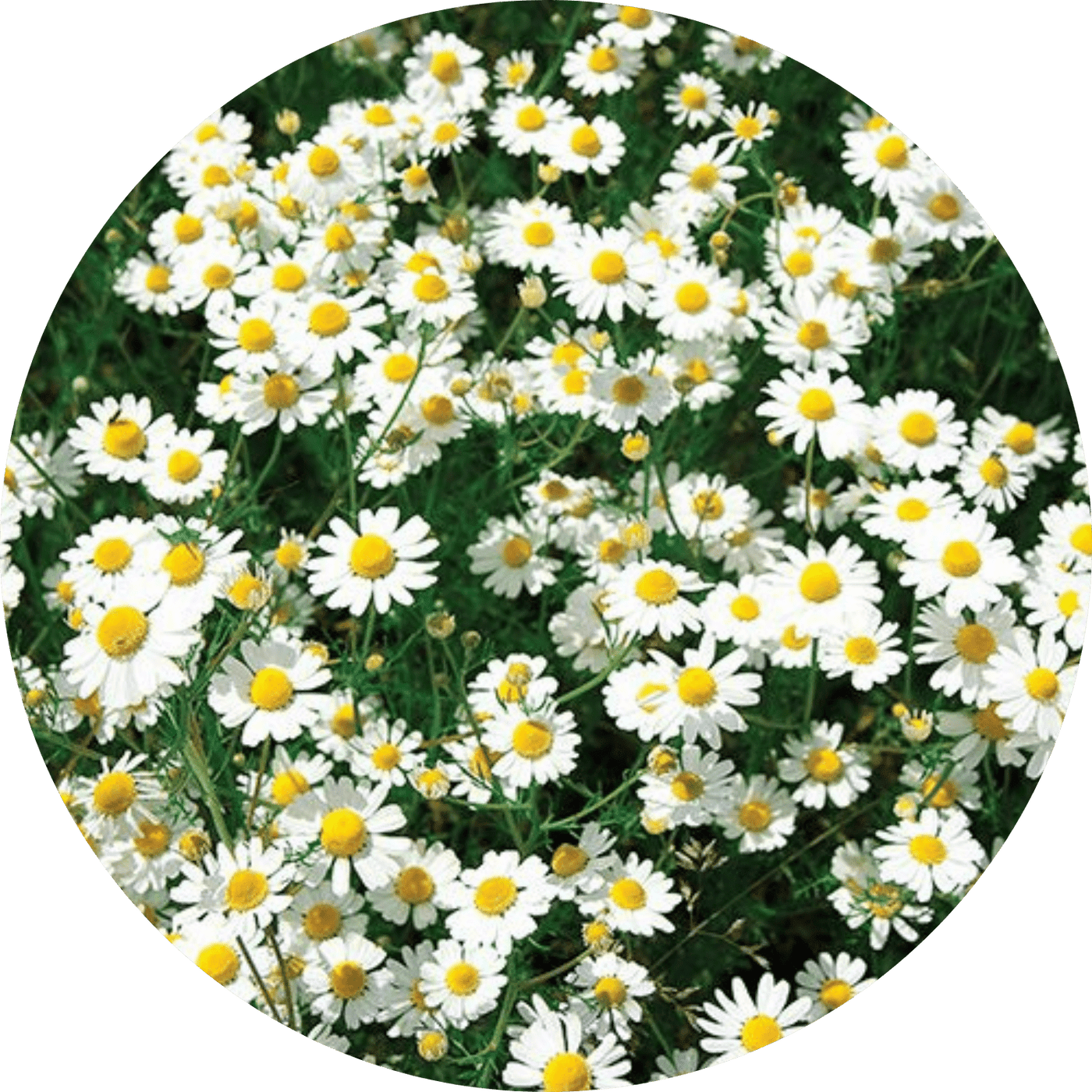 Chamomile (Floral)