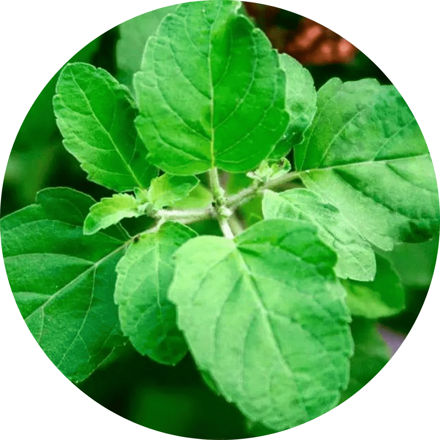 Tulsi Basil