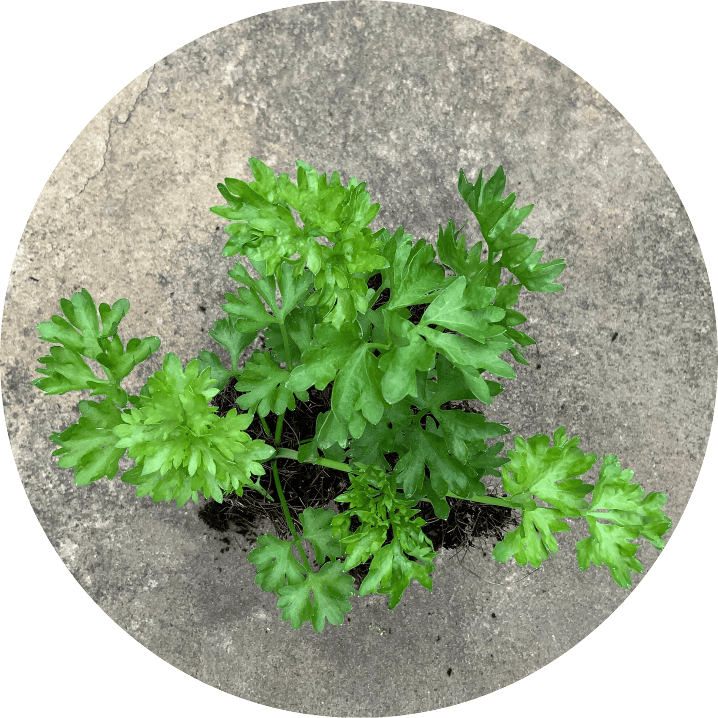 Parsley (Assorted)