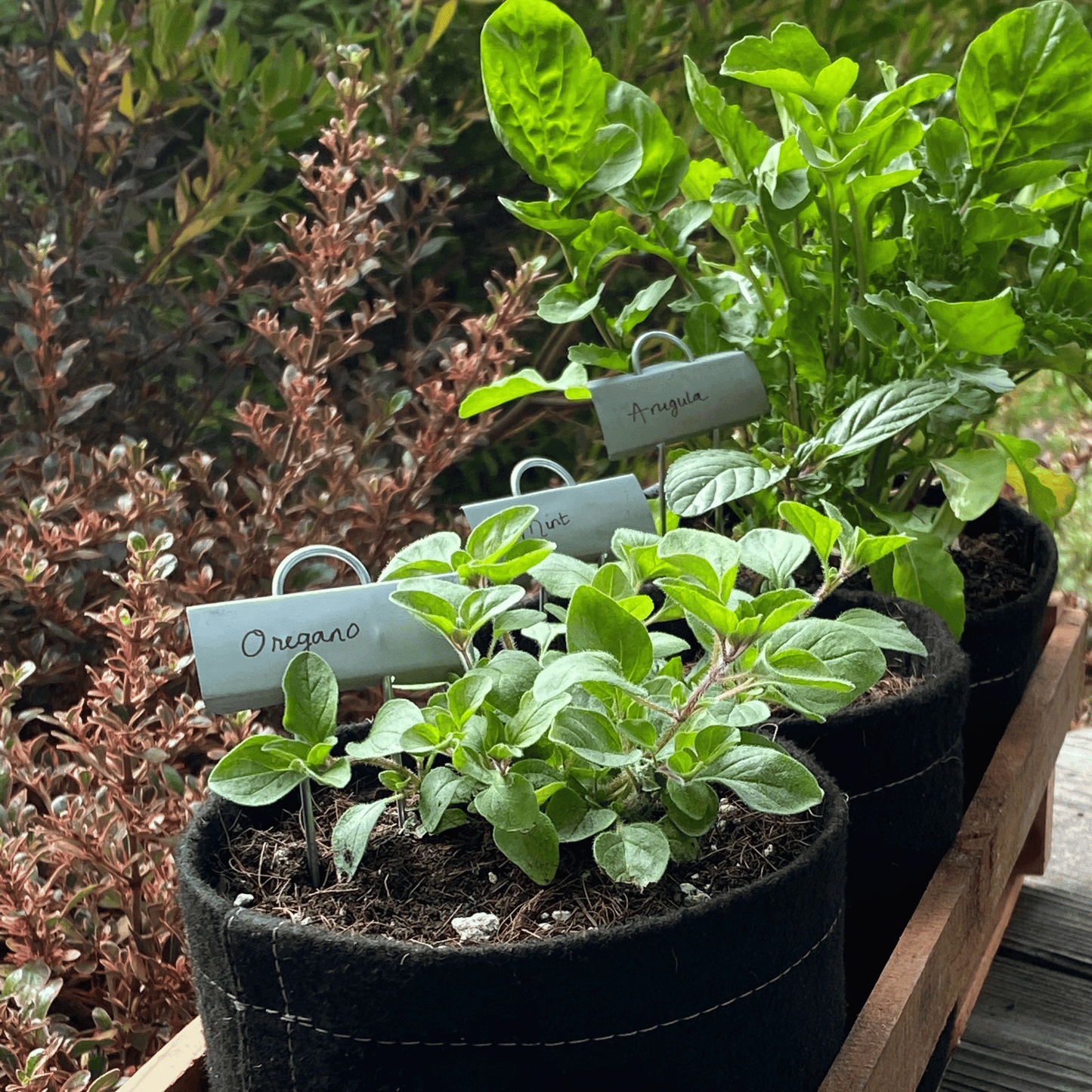 Starter Garden in a Box + Gardening Mini-Course
