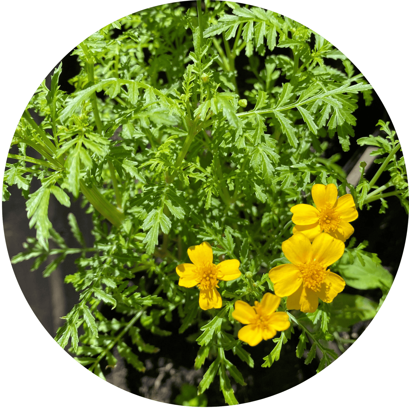 Marigold