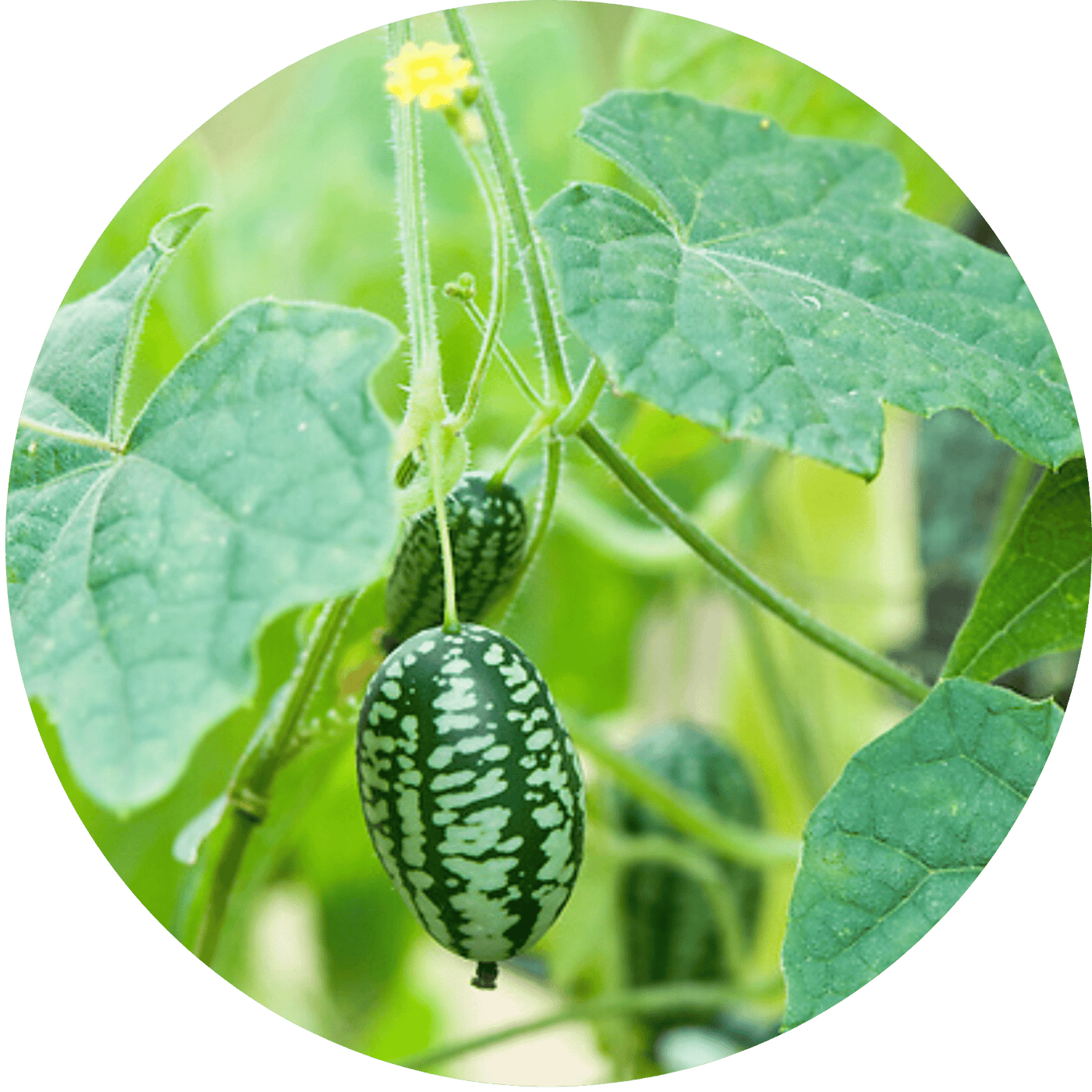Mexican Sour Gherkin (Fruiting Plant)