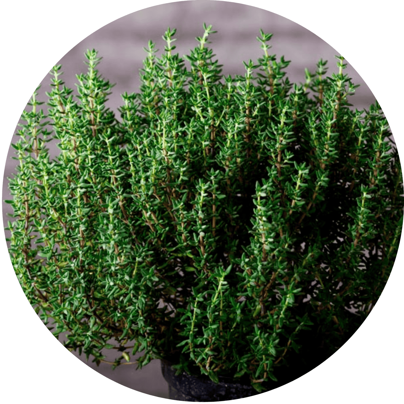 French Thyme (Herb)