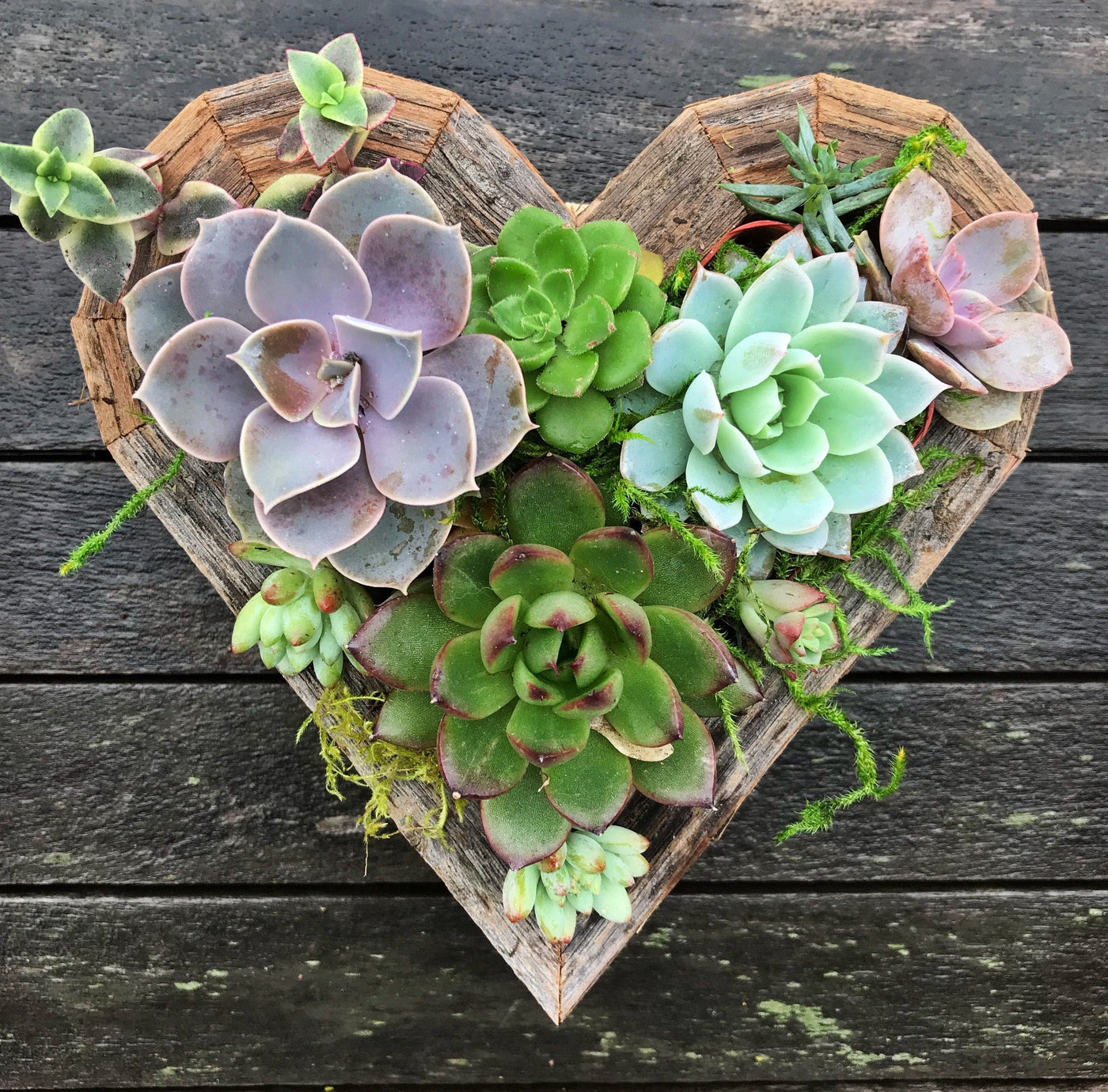 This succulent heart frame kit provides everything you need for the perfect gift.  The kit comes with succulents, design and care instructions, and redwood decorative frame.  Hang on the wall or use as a table centerpiece for your home decor!