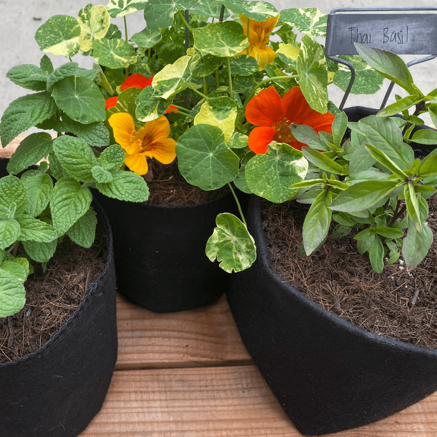 Specialty Herb Garden Pot