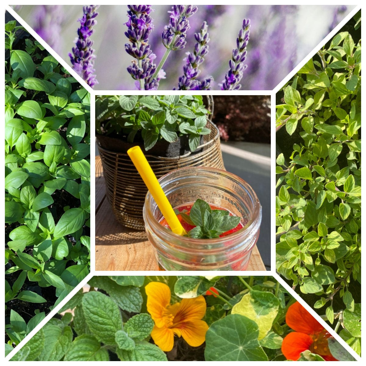Specialty Herb Garden Pot