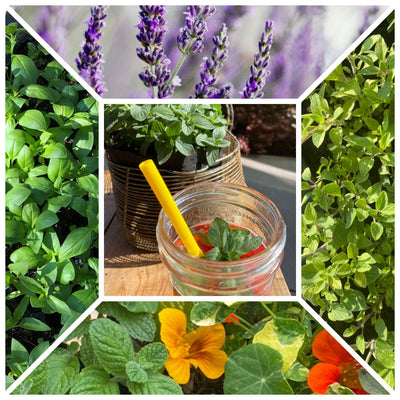 Specialty Herb Garden Pot