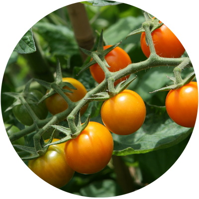 Sungold Cherry Tomato Grow Kit