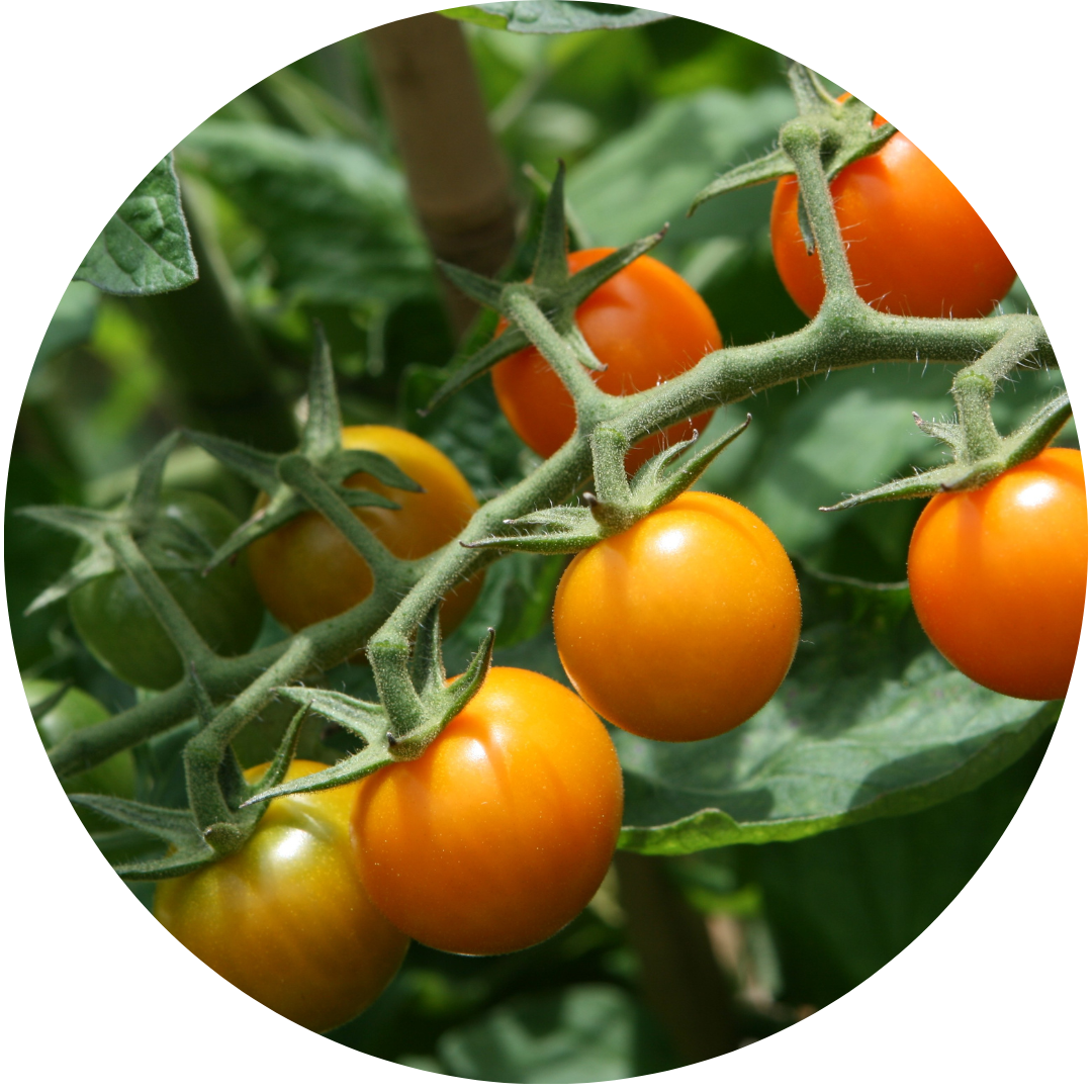 Sungold Cherry Tomatoes