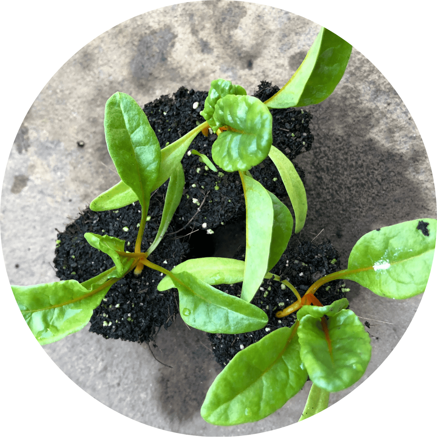 Neon Glow Chard