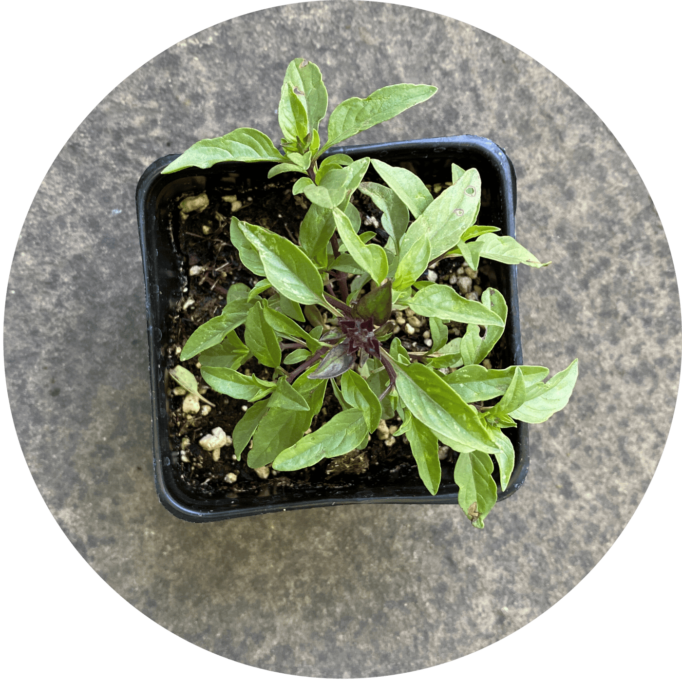 Thai Basil (Herb)