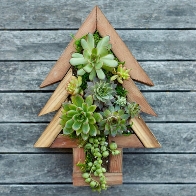 Wood Tree Frame planted