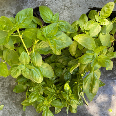 Pesto Pot Grow Kit