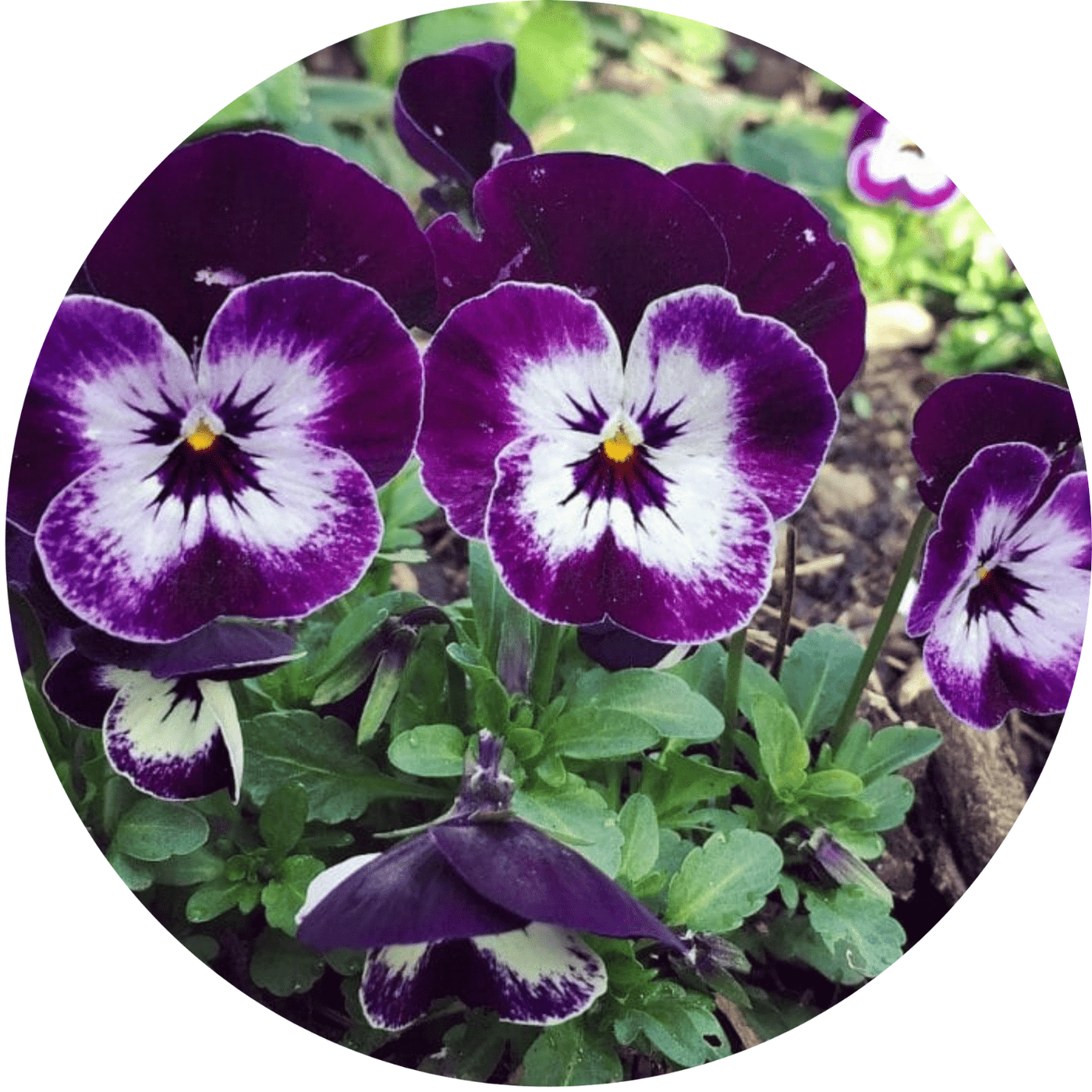 Violas