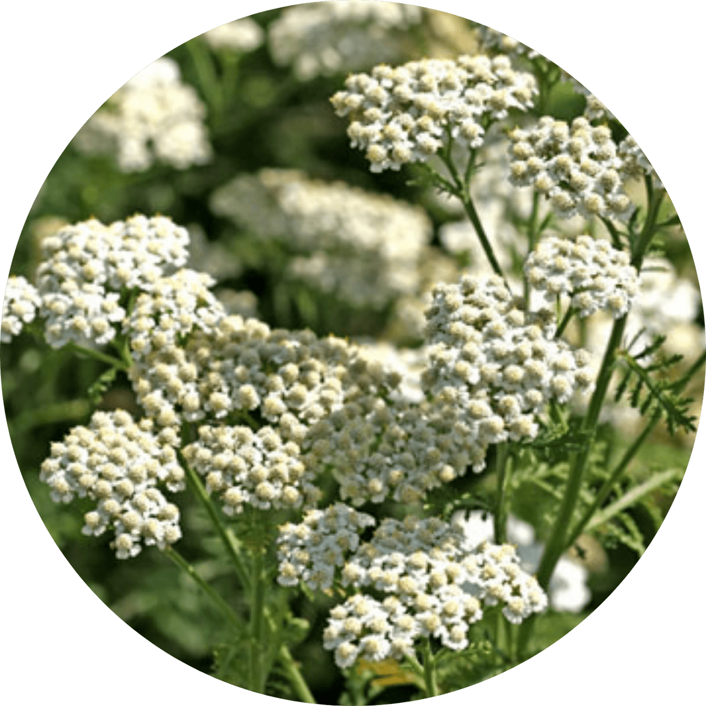 Yarrow (Floral)