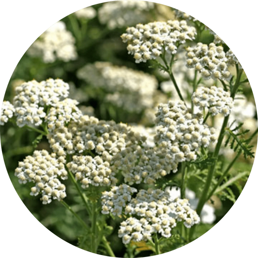 Yarrow