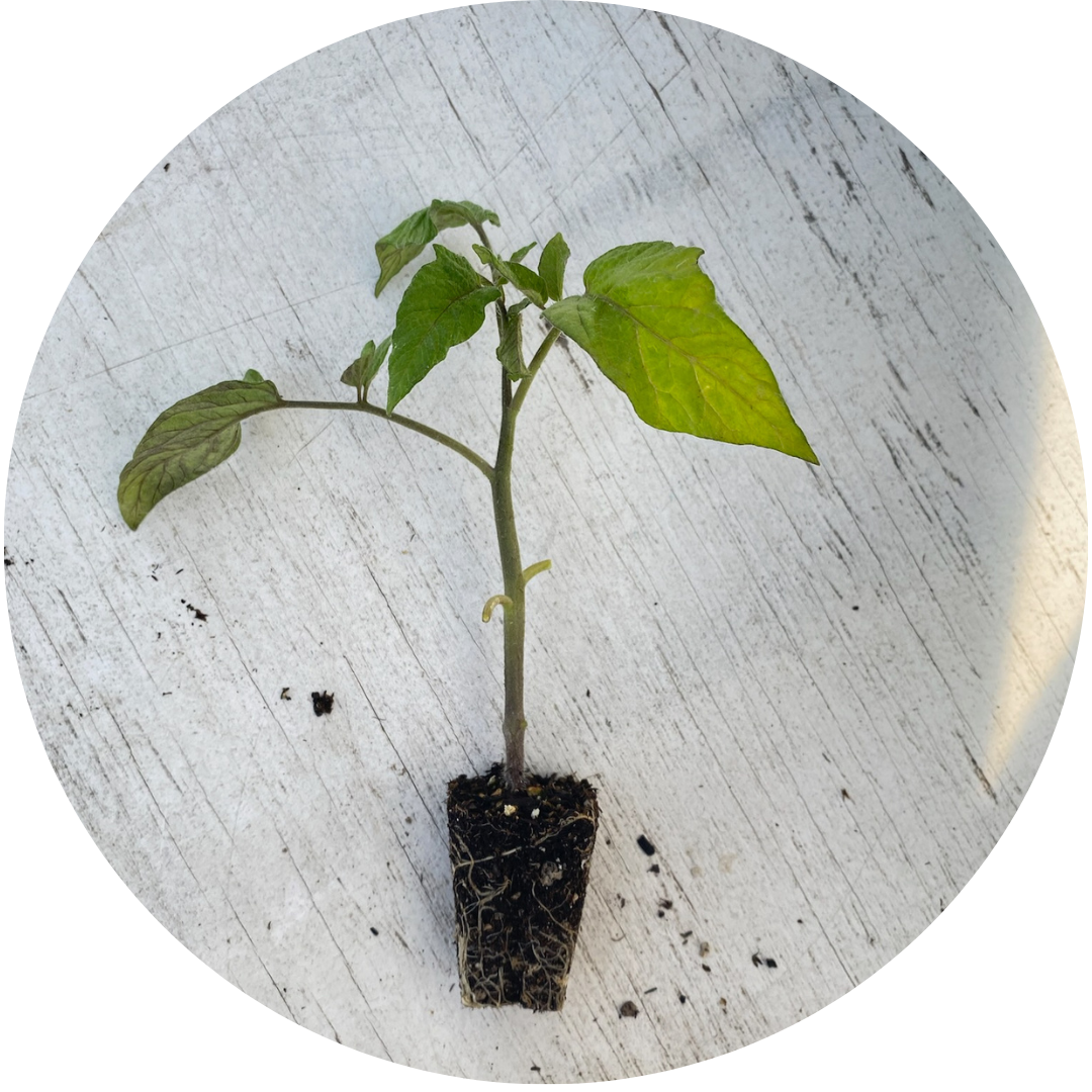 Brandywine Tomato Grow Kit