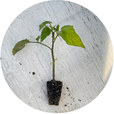 Brandywine Tomato Grow Kit