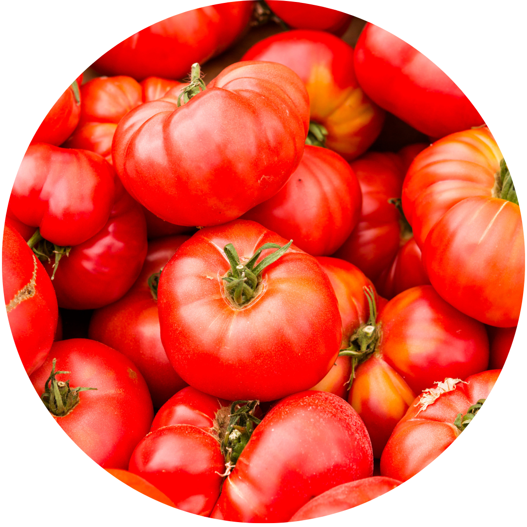 Brandywine Tomato Grow Kit