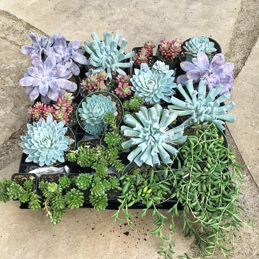 vertical garden living wall garden kit to hang on any surface in your backyard or in the home.