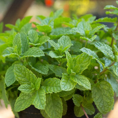 Specialty Herb Garden Pot