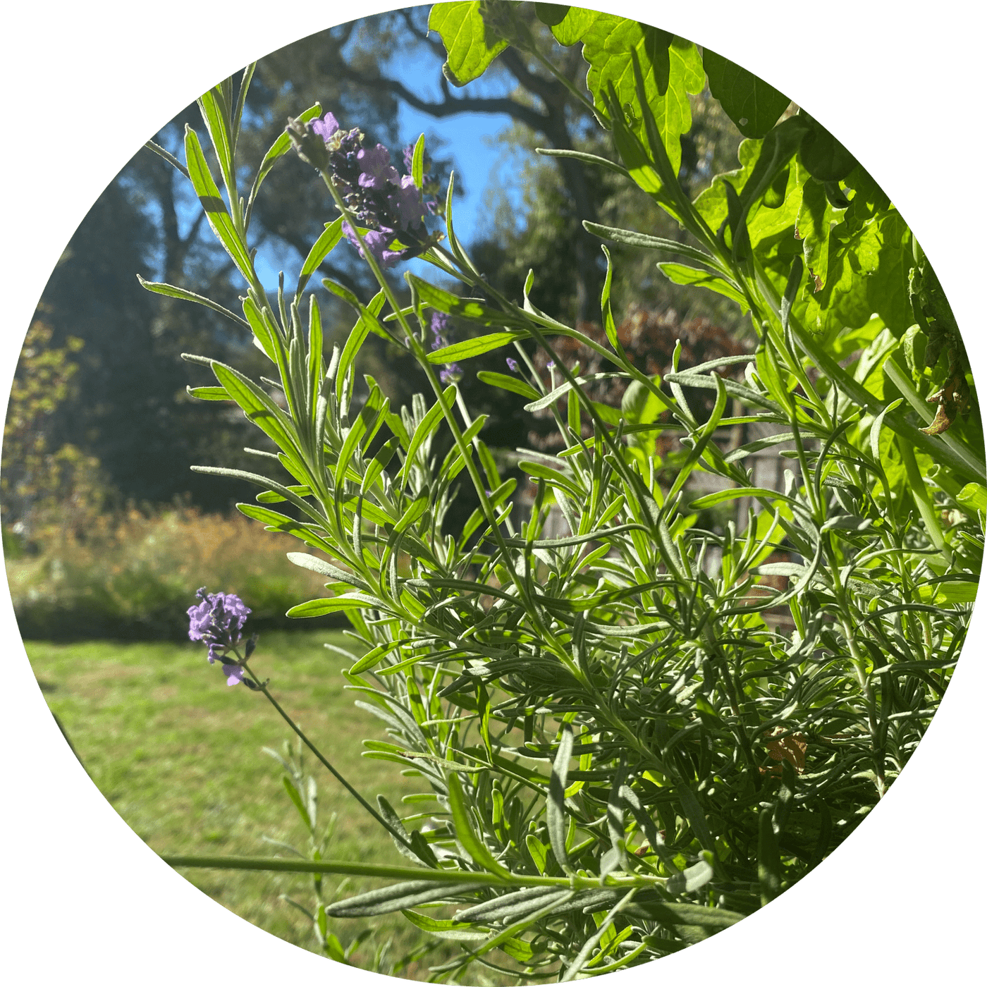 Lavender - 4" (Floral)
