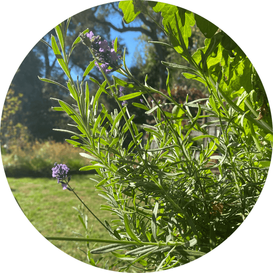 Lavender