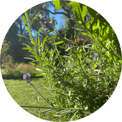 Lavender - 4" (Floral)