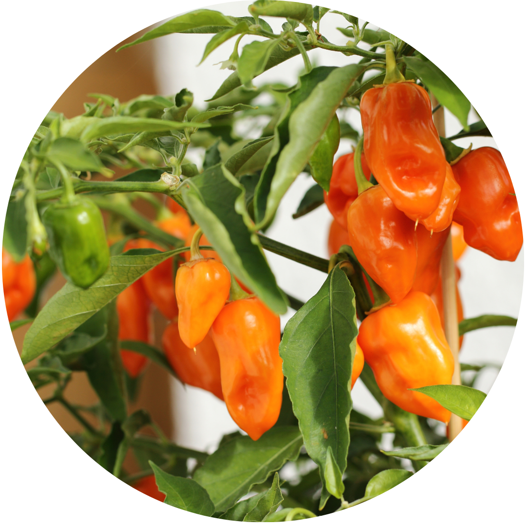 Orange Spice Jalapeno Pepper (Fruiting Plant)