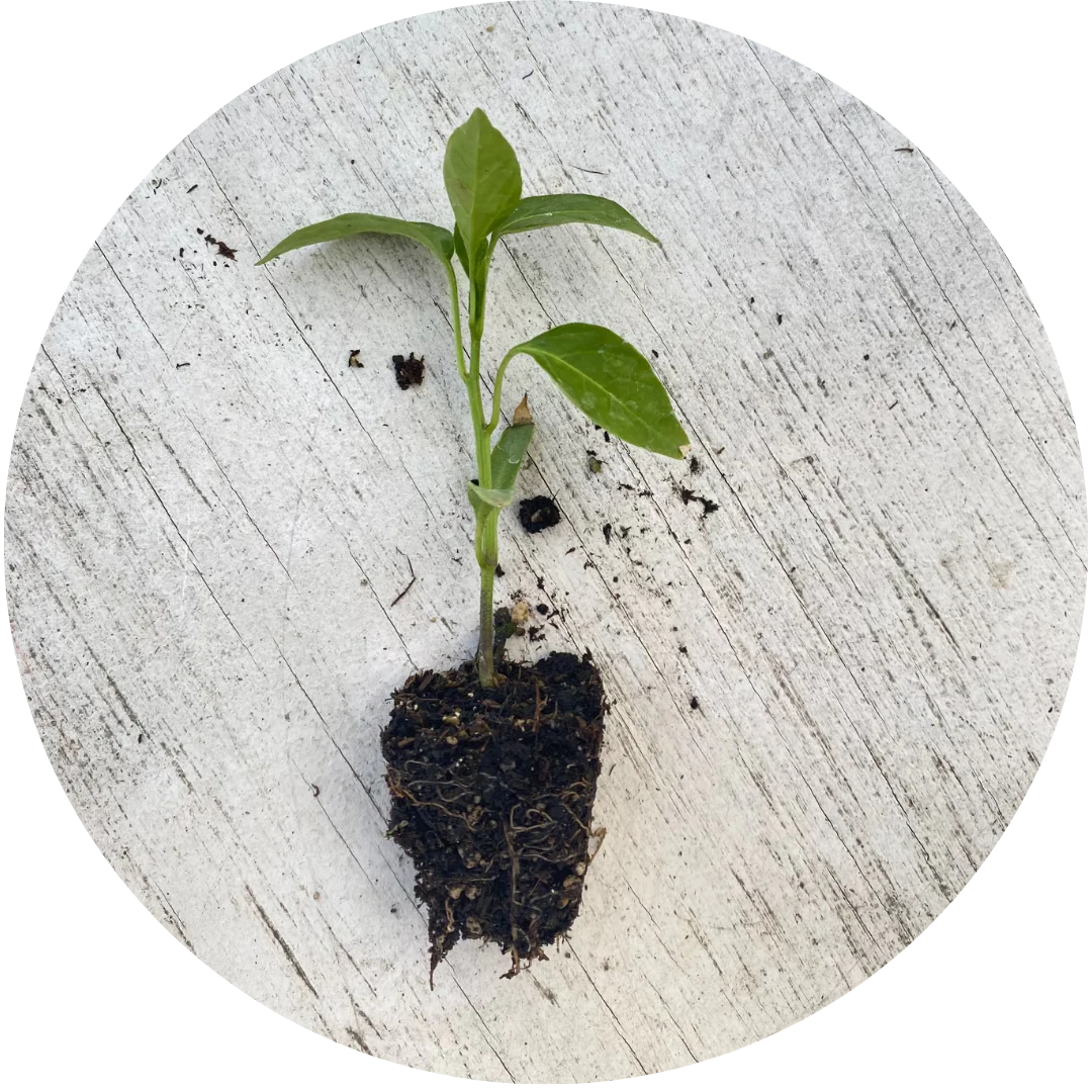 Jalaro Yellow Jalapeno Grow Kit