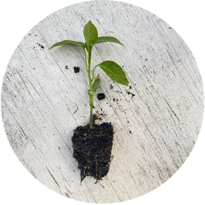 Jalaro Yellow Jalapeno Grow Kit