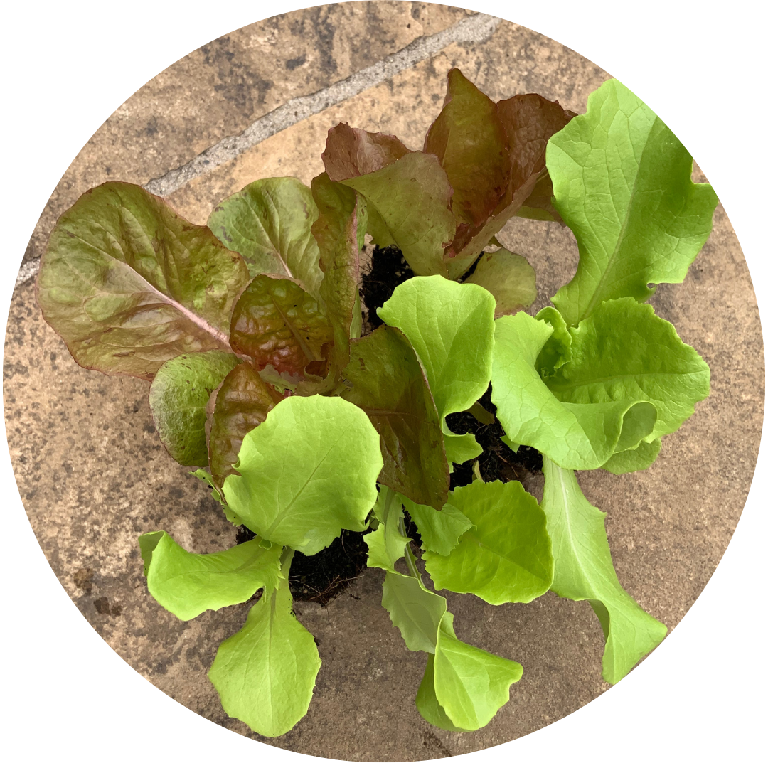 Northern Queen Butterhead (Lettuce)