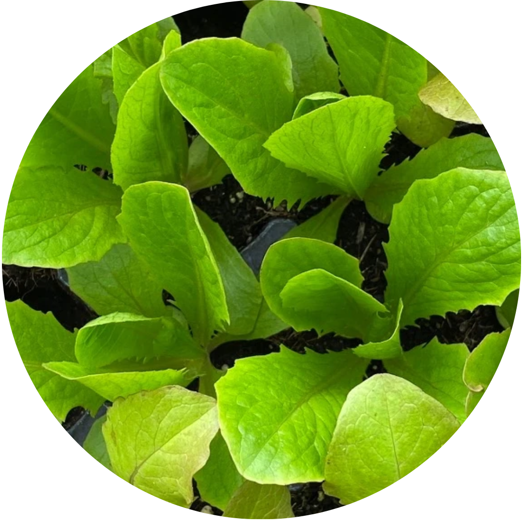 George Richardson Romaine (Lettuce)